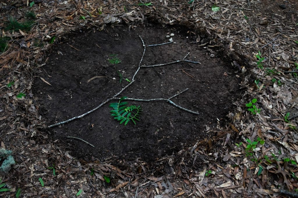 TREE CREATION FROM TWIGS